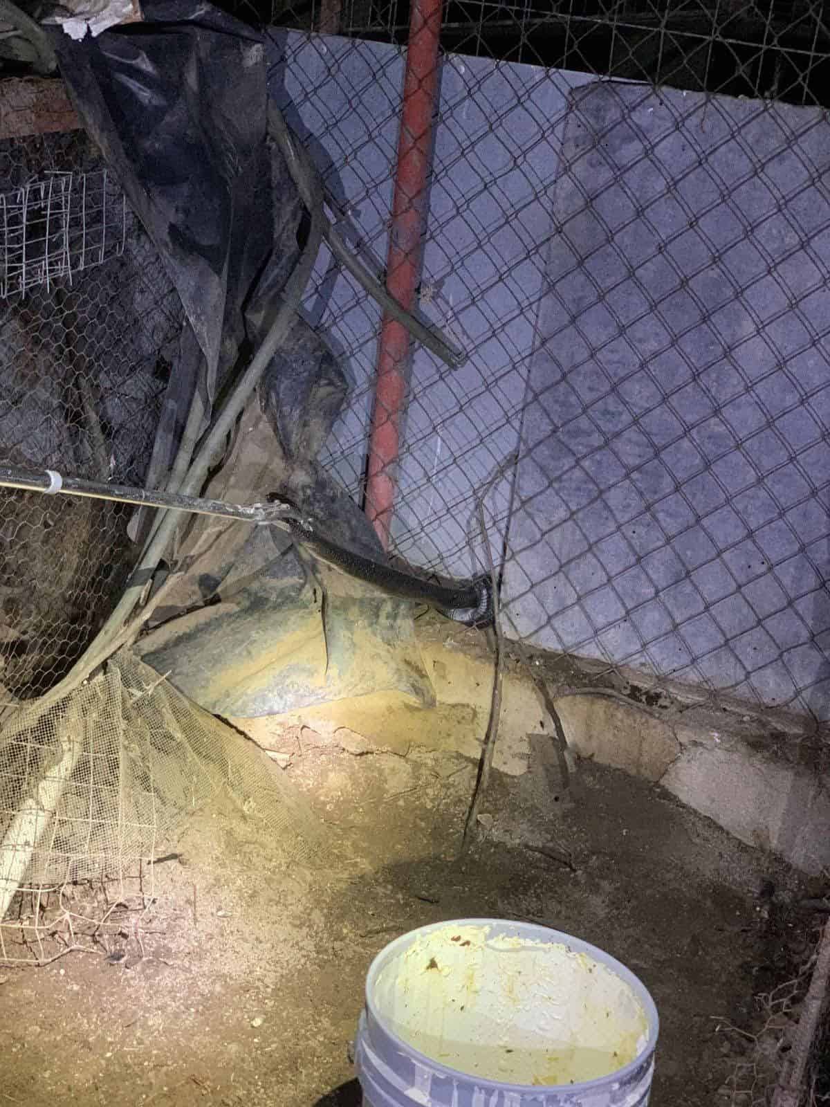 Aparición de serpientes en viviendas de Allende moviliza a cuerpos de emergencia