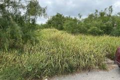 Alertan un posible repunte de dengue en Piedras Negras por lluvias recientes