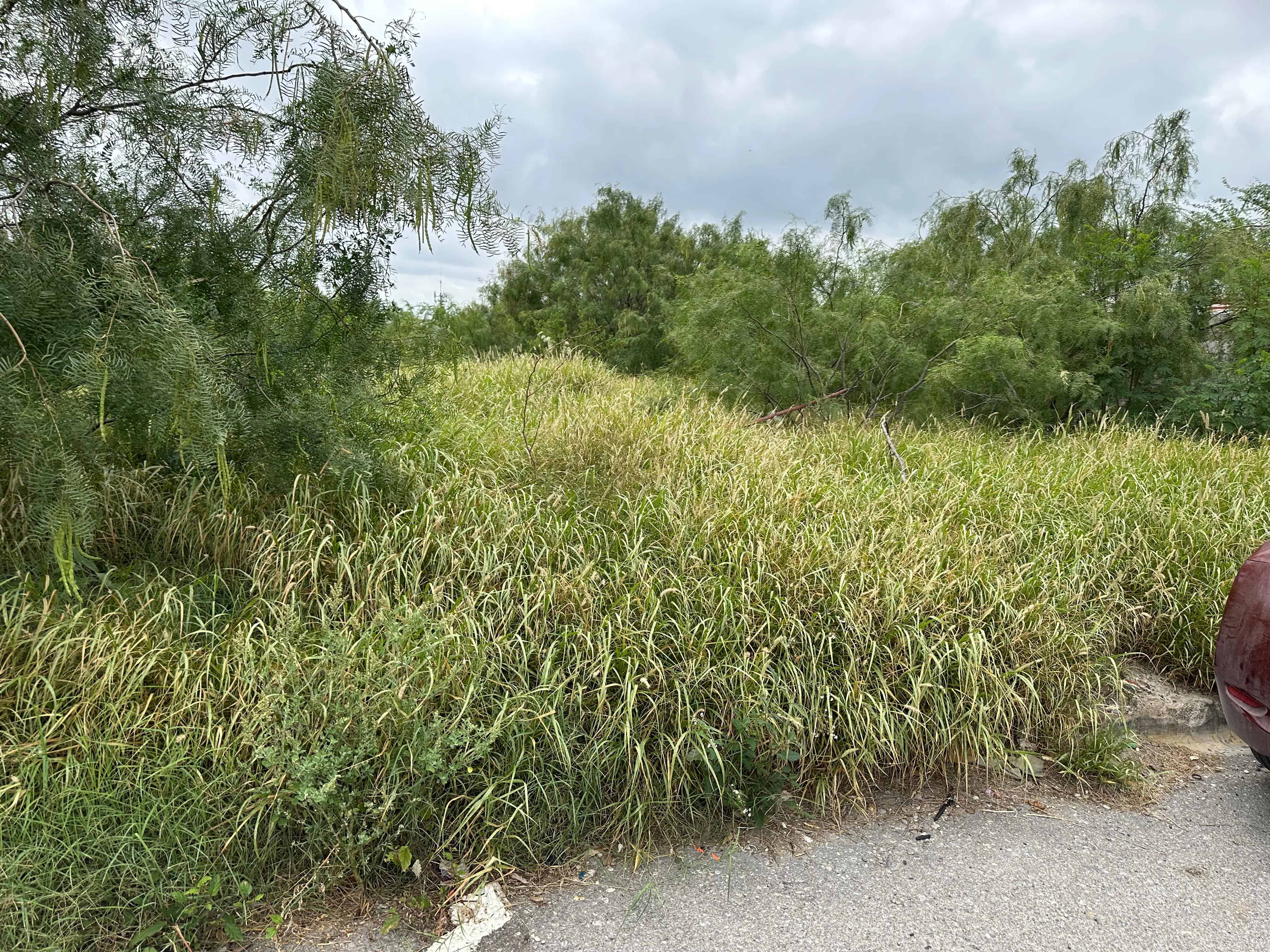 Alertan un posible repunte de dengue en Piedras Negras por lluvias recientes