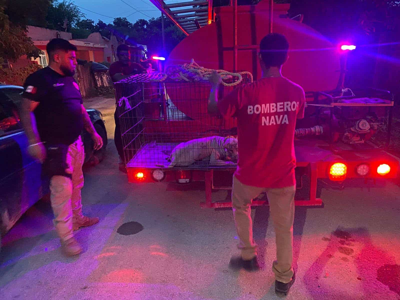 Heroína Salva a Perrita Atropellada en Nava