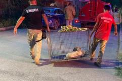 Heroína Salva a Perrita Atropellada en Nava