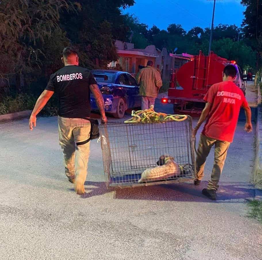Heroína Salva a Perrita Atropellada en Nava