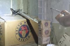 Capturan víbora negra en vivienda del centro de Allende