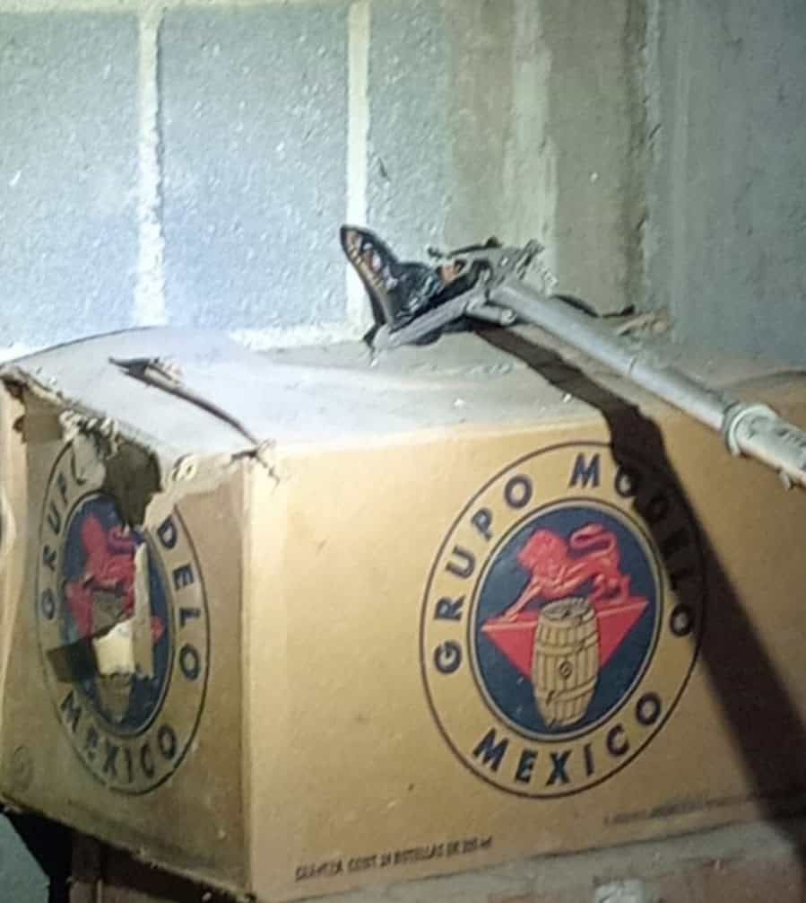 Capturan víbora negra en vivienda del centro de Allende