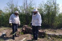 Ataque de abejas en Nueva Rosita deja varios heridos