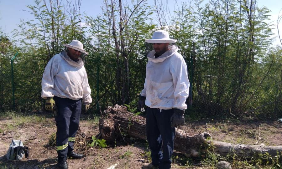 Ataque de abejas en Nueva Rosita deja varios heridos