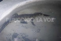 Cocodrilo bebé en Ecoparque Monclova: Sin fuga confirmada