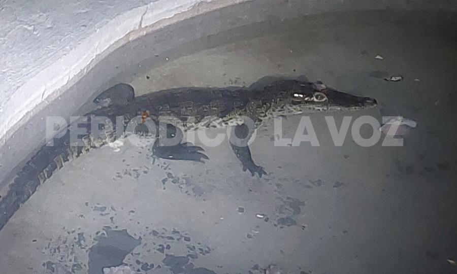 Cocodrilo bebé en Ecoparque Monclova: Sin fuga confirmada