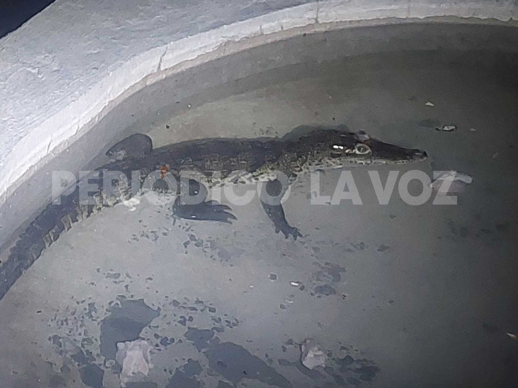 Cocodrilo bebé en Ecoparque Monclova: Sin fuga confirmada