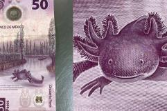 Más de 12 millones de pesos fuera de circulación por el billete 50 pesos ajolote en México