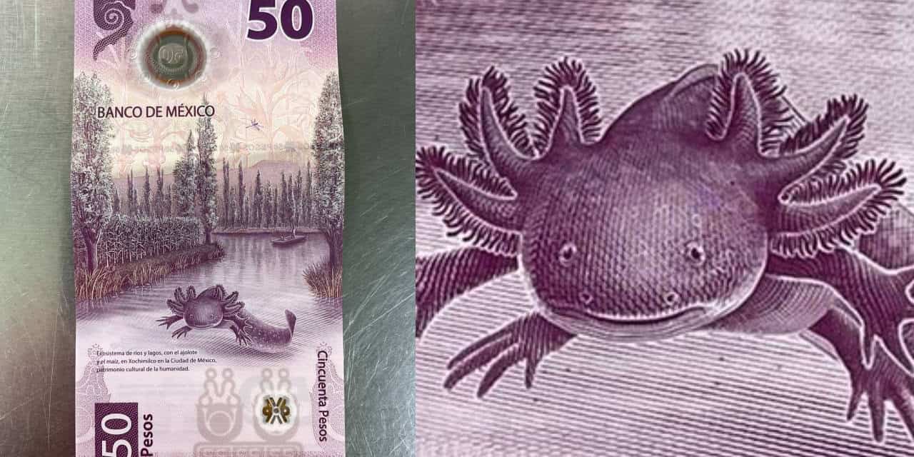 Más de 12 millones de pesos fuera de circulación por el billete 50 pesos ajolote en México