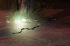 Vecinos de Allende alertan sobre avistamientos de serpientes