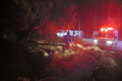 Árbol colapsado en Allende provoca susto y obstruye vialidad