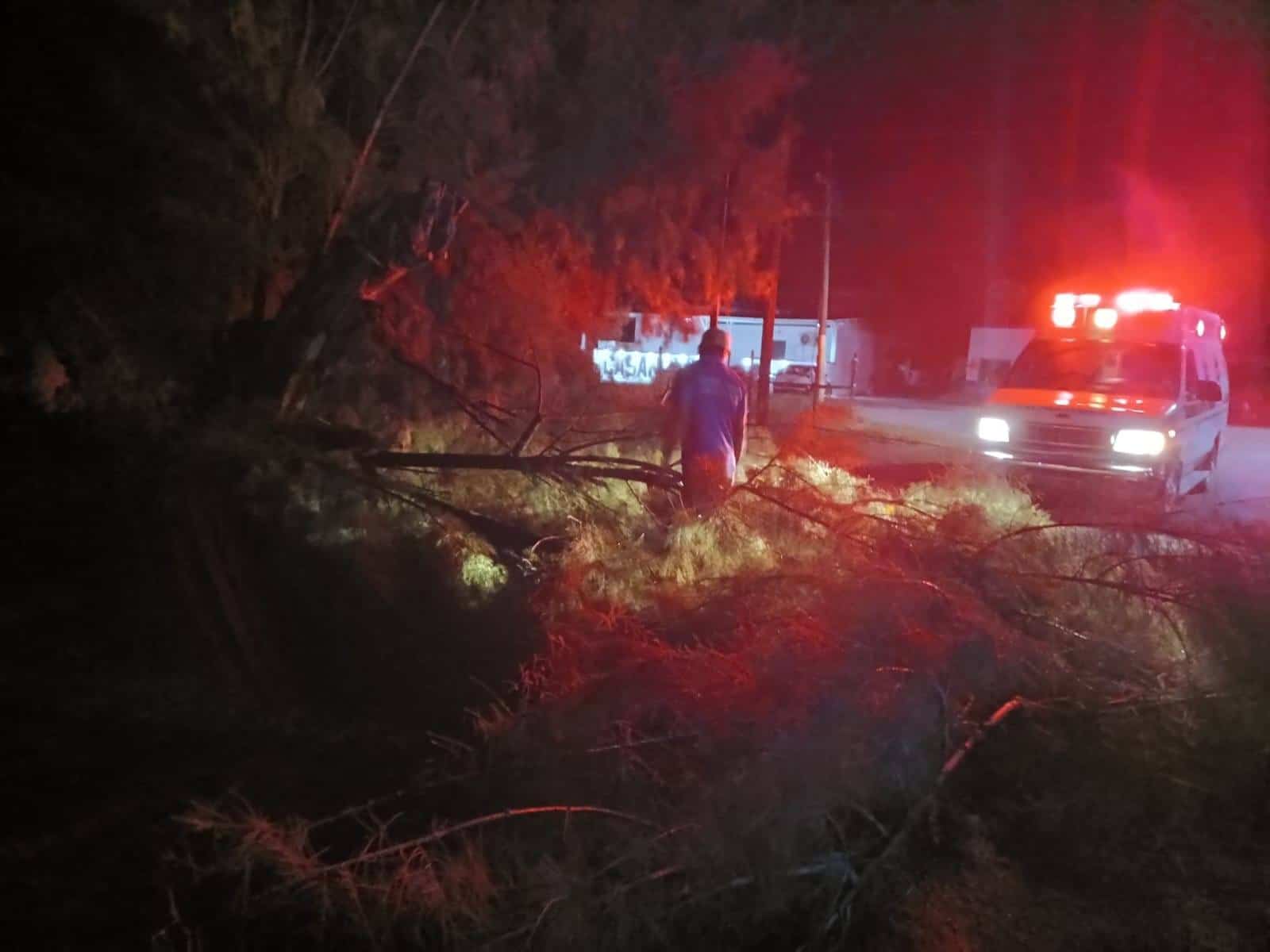 Árbol colapsado en Allende provoca susto y obstruye vialidad