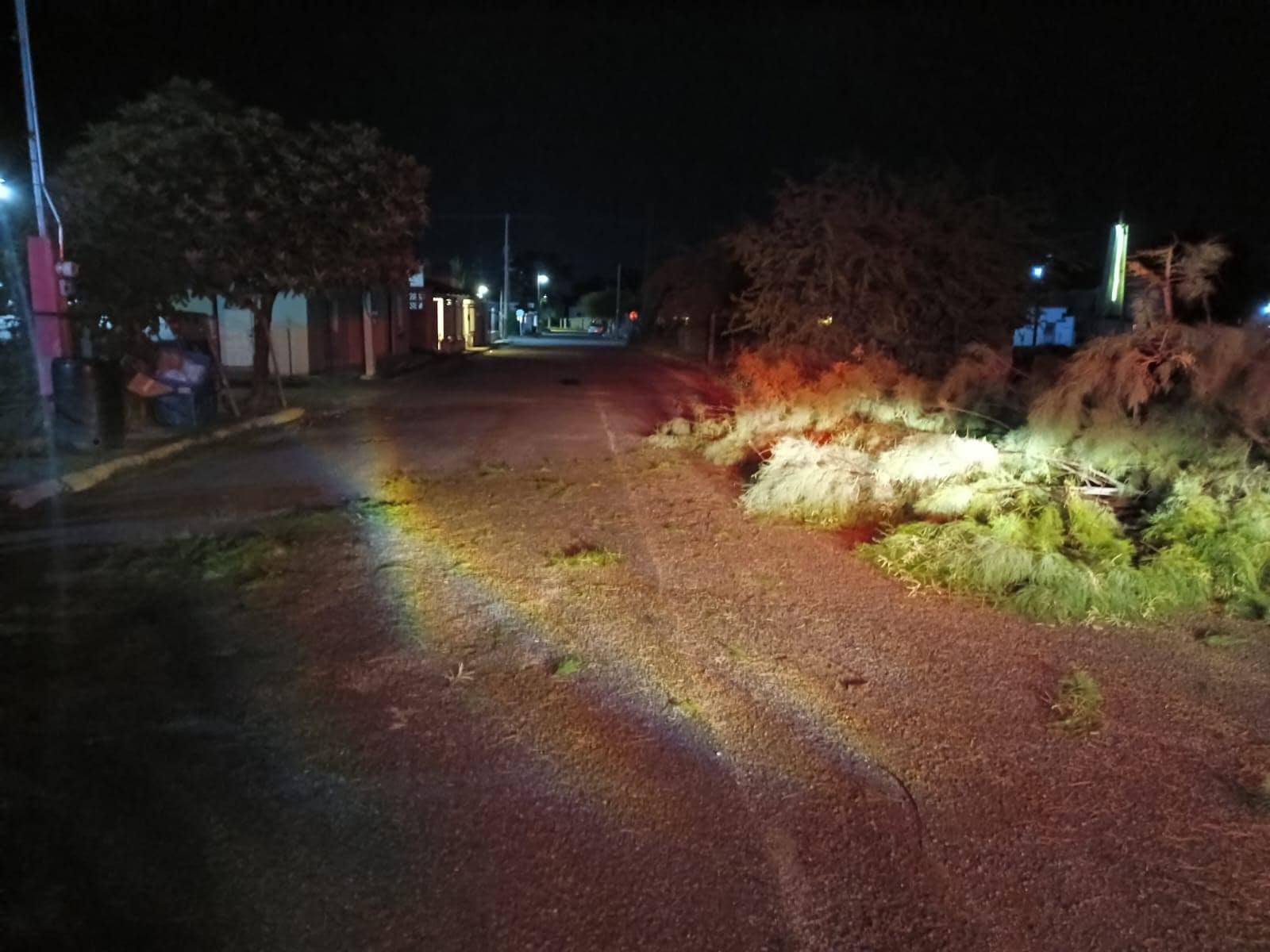 Árbol colapsado en Allende provoca susto y obstruye vialidad