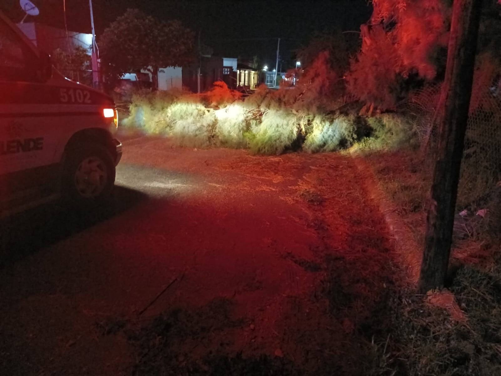 Árbol colapsado en Allende provoca susto y obstruye vialidad