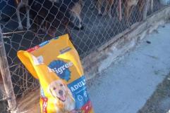 Adopción consciente en Albergue Canino Patitas de Paz