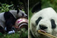 Xin Xin, la última panda gigante en México vive sus últimos días