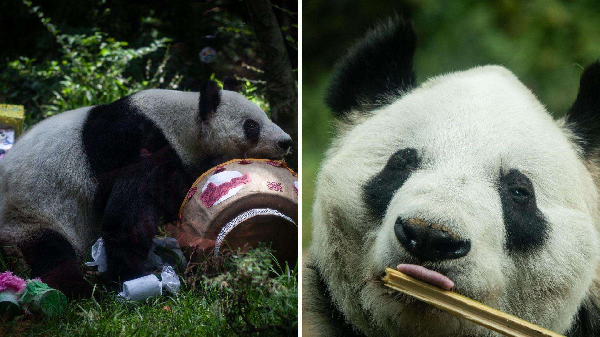 Xin Xin, la última panda gigante en México vive sus últimos días