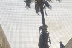 Emergencia: Incendio en palma sin atención de Bomberos