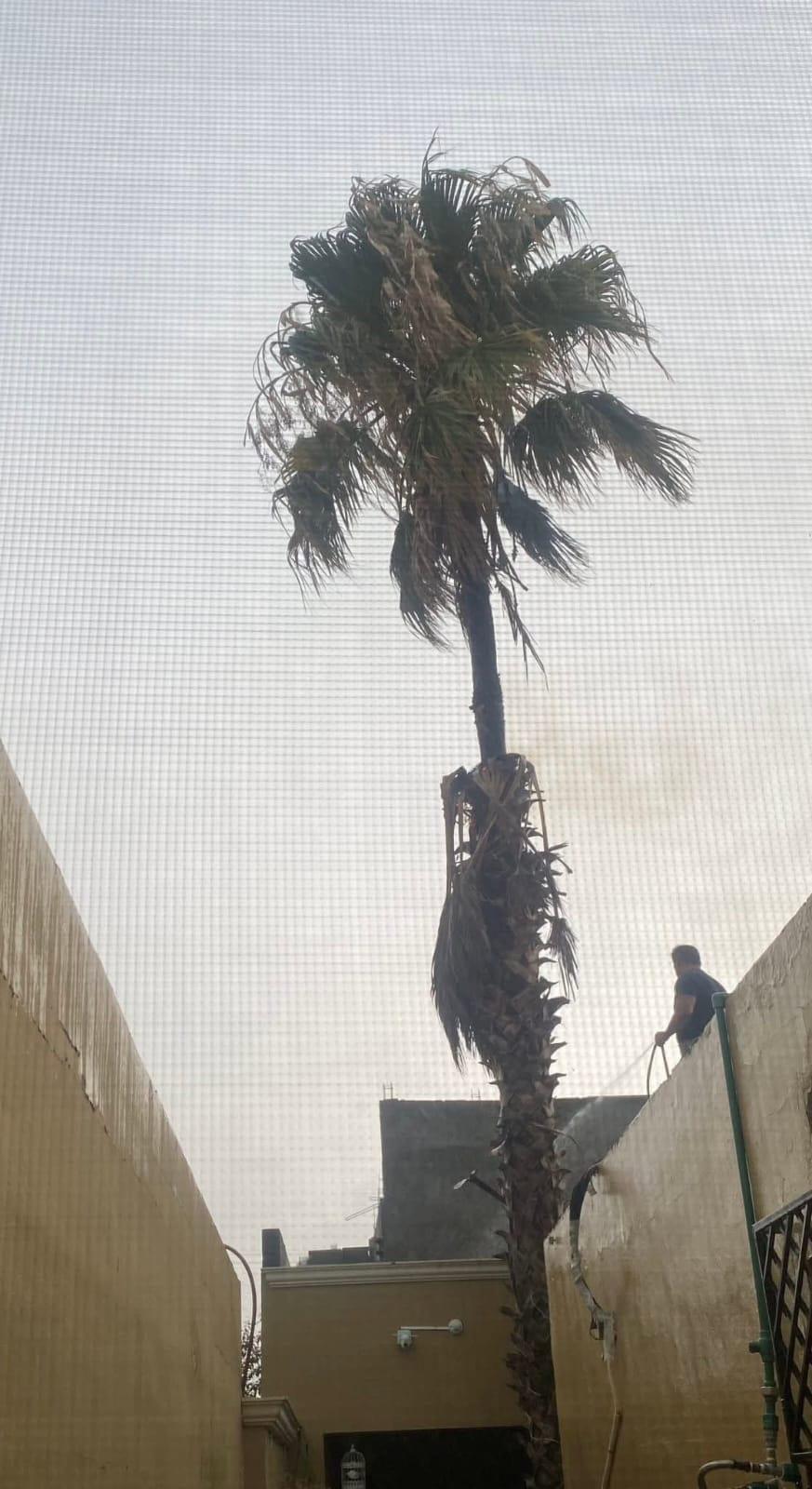 Emergencia: Incendio en palma sin atención de Bomberos