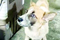 Perrito Lucky se recupera tras caída y cirugía especializada