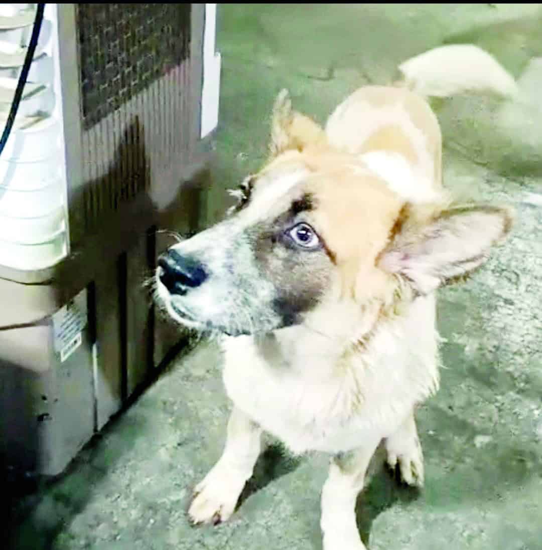 Perrito Lucky se recupera tras caída y cirugía especializada