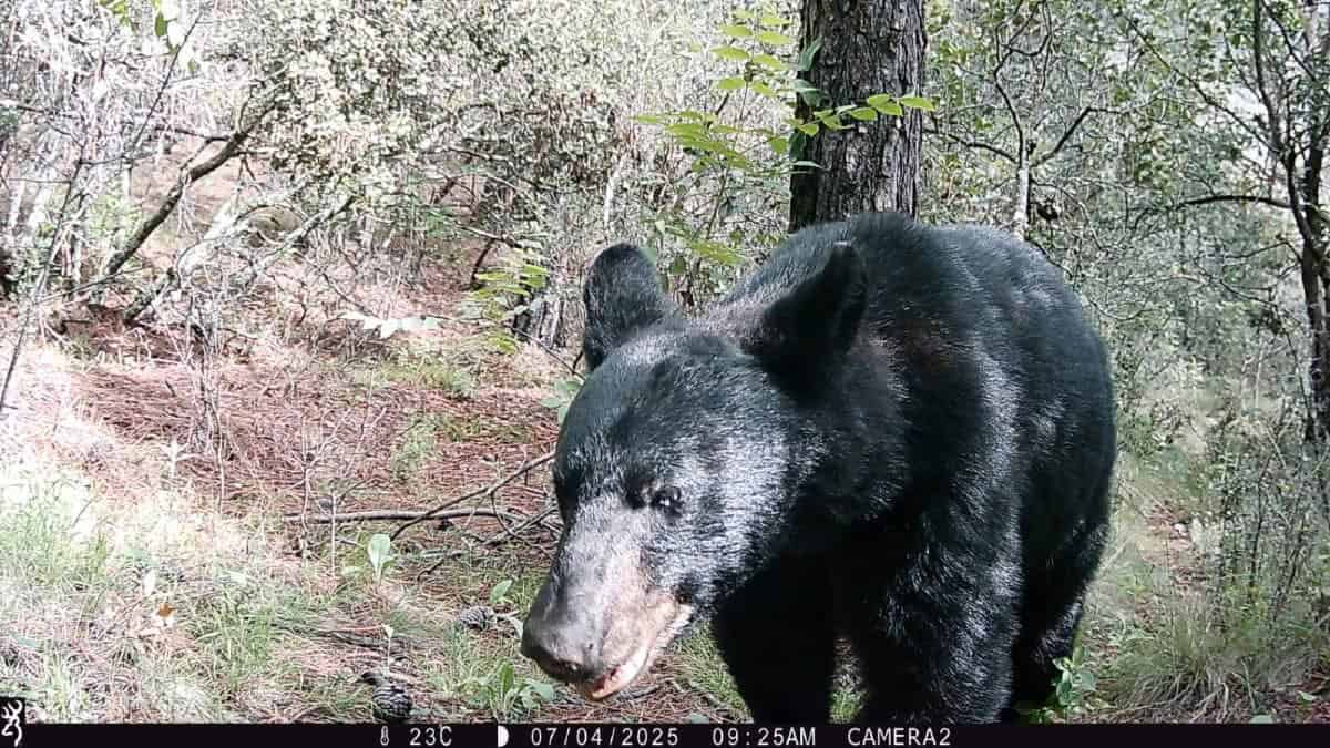 Amigos de la Sierra pide respetar la vida silvestre en Arteaga Coahuila