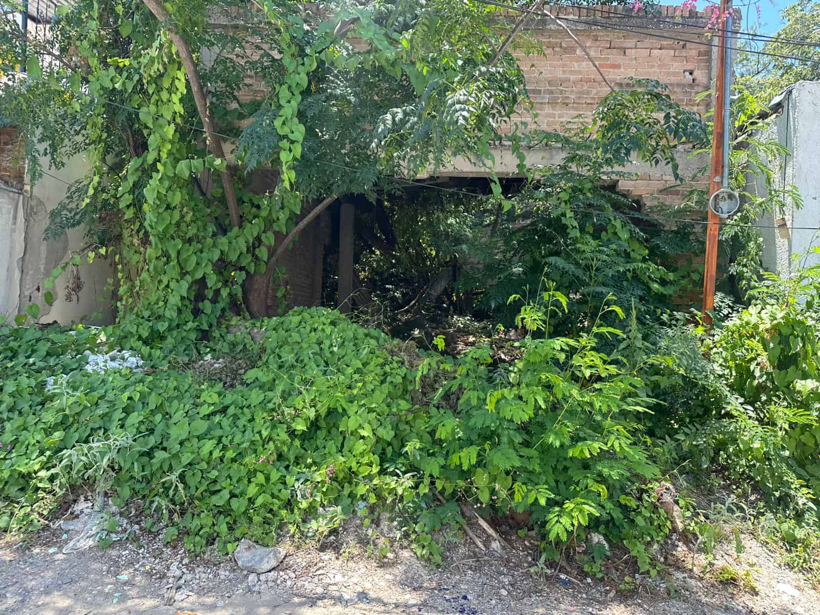 La voz en tu colonia: Abandona municipio a la colonia Juárez