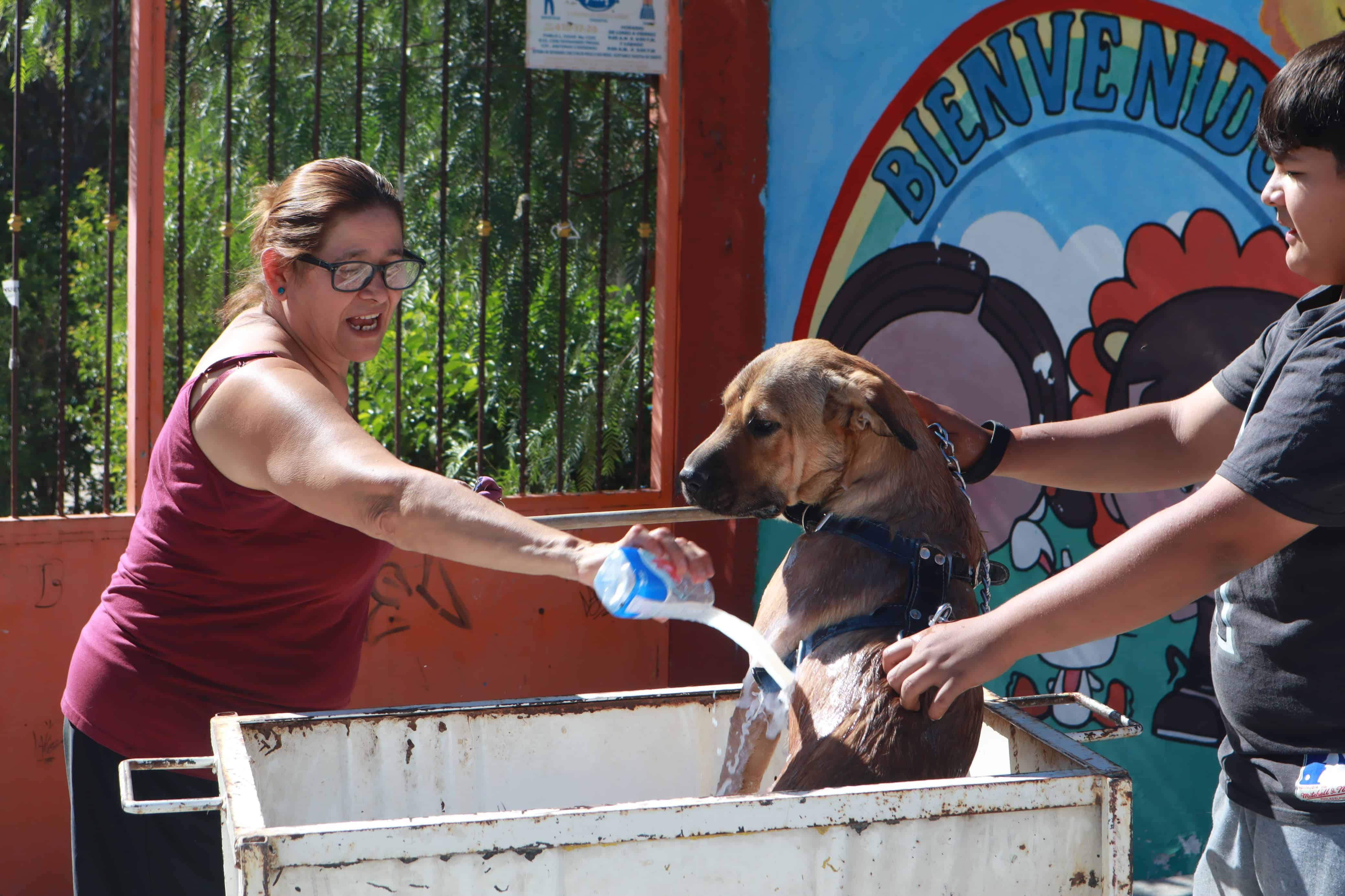 Control Canino y vacunación en lucha contra Rickettsia y Dengue en Saltillo