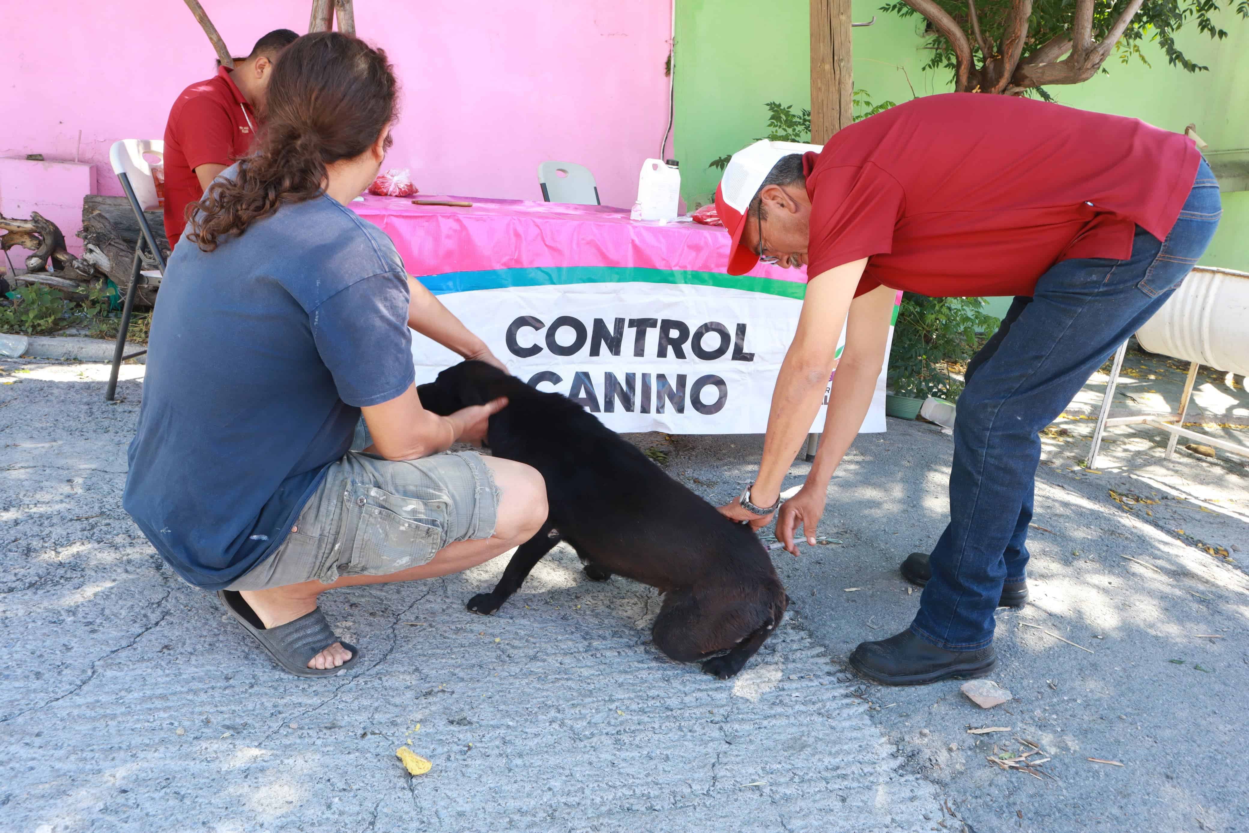 Control Canino y vacunación en lucha contra Rickettsia y Dengue en Saltillo