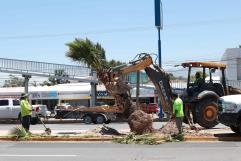 Reforestación embellece bulevar Nazario S. Ortiz Garza