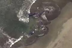 Hallan Cuatro Ballenas Varadas en Playa de Japón