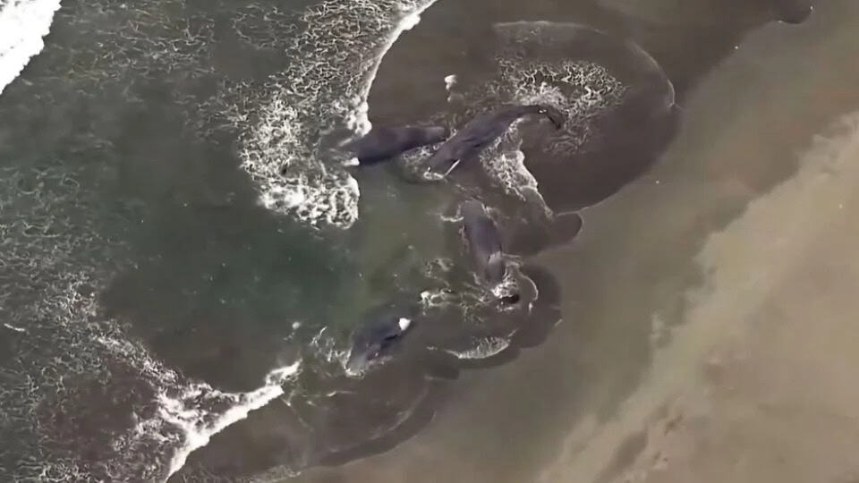 Hallan Cuatro Ballenas Varadas en Playa de Japón