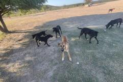 Alarma en la presa de La Amistad por aumento de perros abandonados