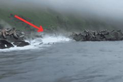 Leones marinos huyen al agua durante terremoto en Kuriles