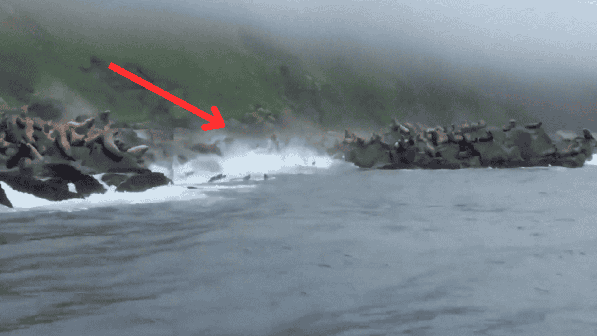 Leones marinos huyen al agua durante terremoto en Kuriles