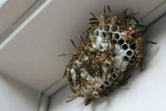 Nido de avispas radiactivo encontrado en Savannah River Site