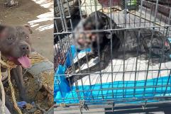 Abandono y maltrato animal, un problema urgente en Ciudad Acuña