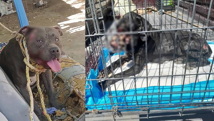 Abandono y maltrato animal, un problema urgente en Ciudad Acuña