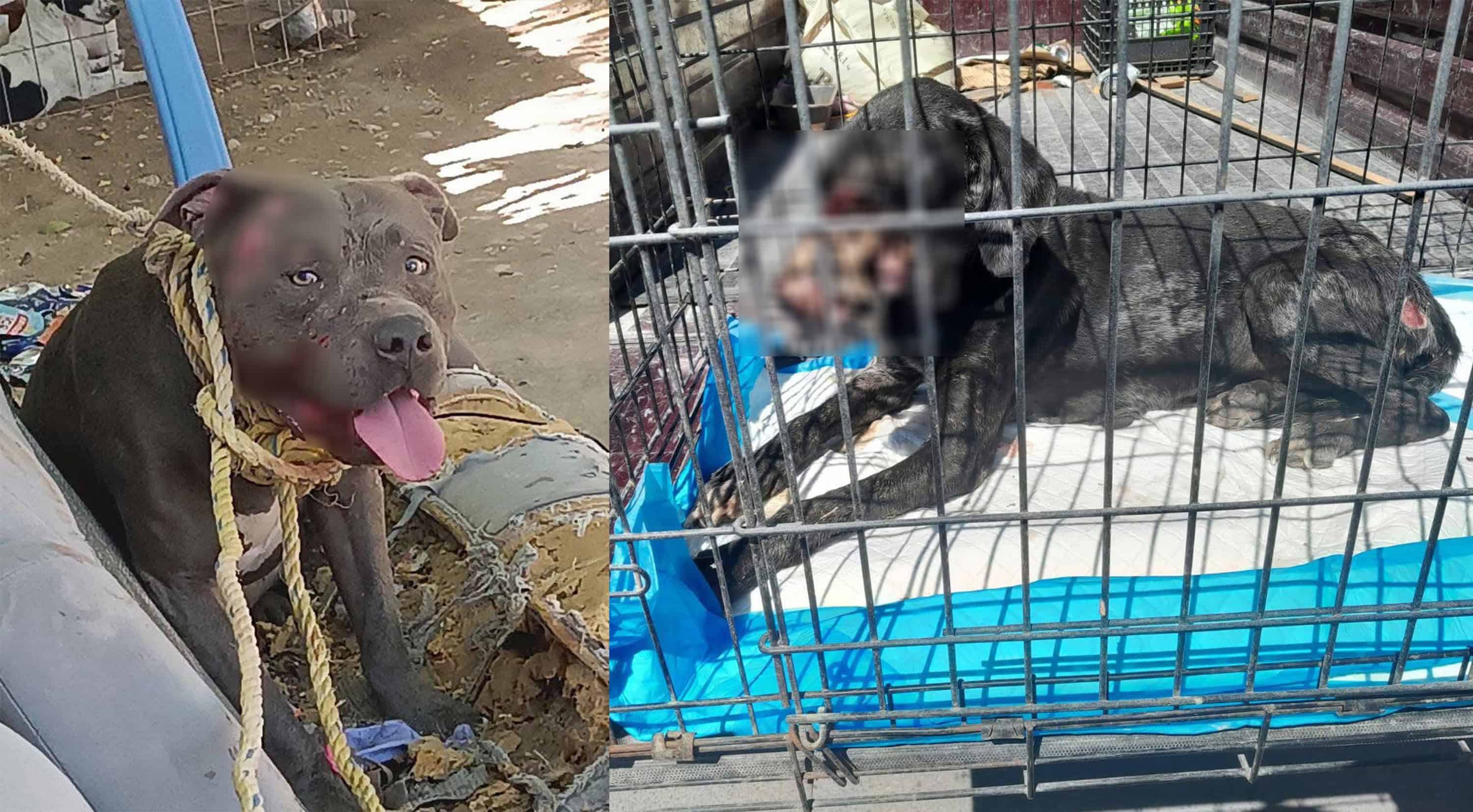 Abandono y maltrato animal, un problema urgente en Ciudad Acuña
