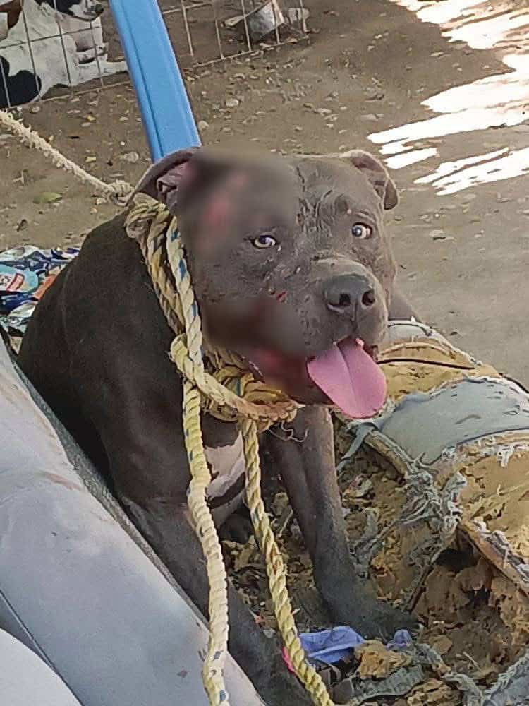 Abandono y maltrato animal, un problema urgente en Ciudad Acuña