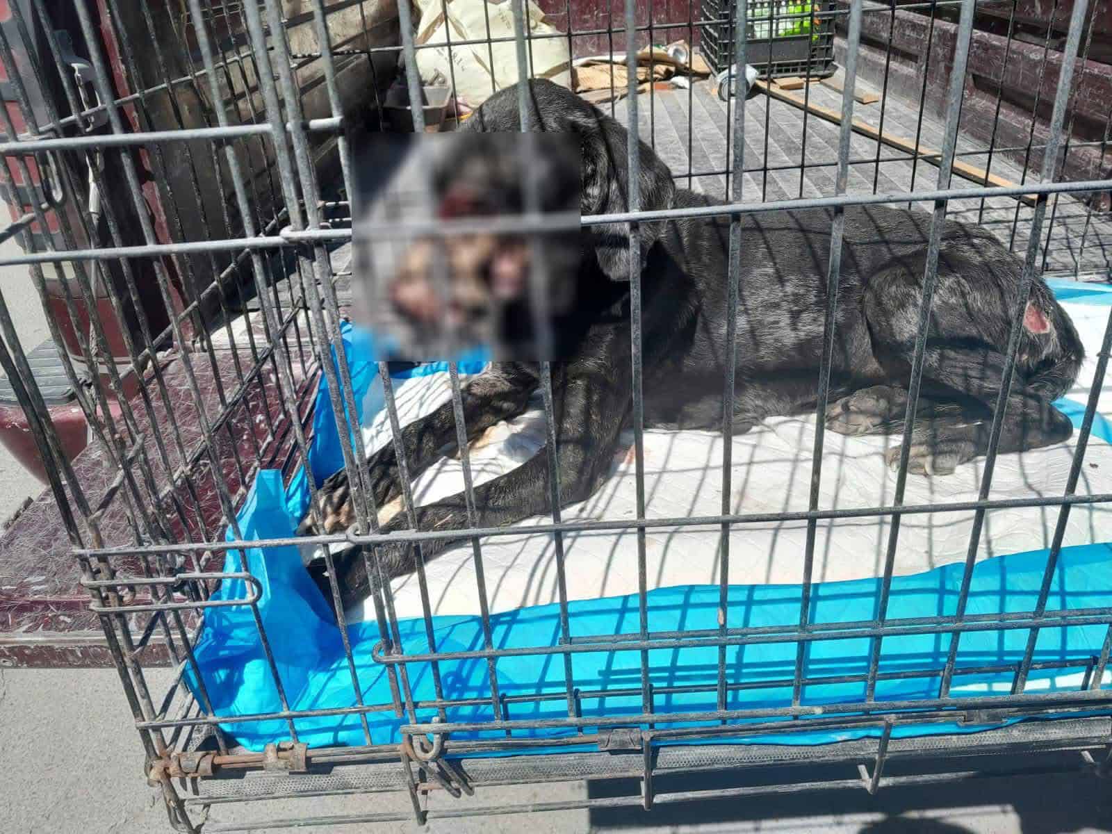 Abandono y maltrato animal, un problema urgente en Ciudad Acuña
