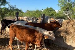 Ocho meses sin exportar: ganaderos de Coahuila enfrentan crisis por cierre fronterizo