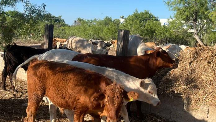 Ocho meses sin exportar: ganaderos de Coahuila enfrentan crisis por cierre fronterizo