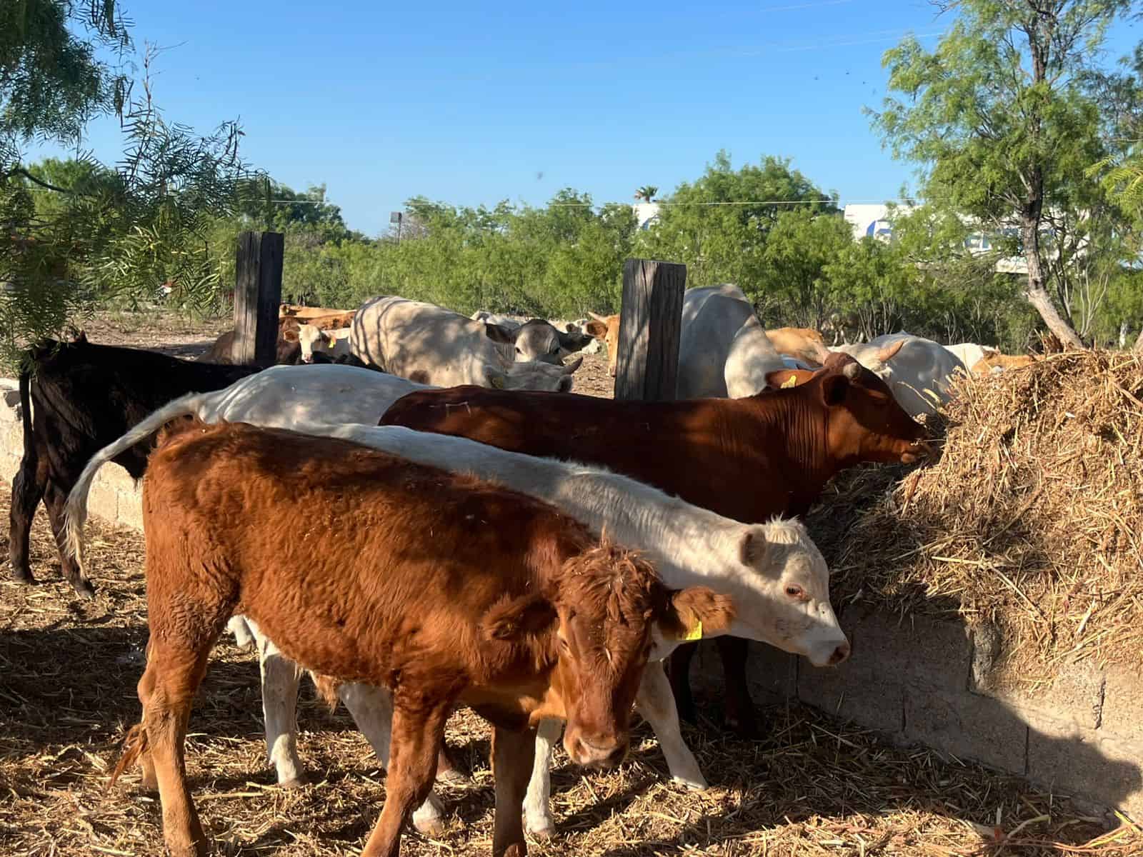 Ocho meses sin exportar: ganaderos de Coahuila enfrentan crisis por cierre fronterizo