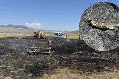 Ave rapaz desata incendio forestal al dejar caer pez del cielo