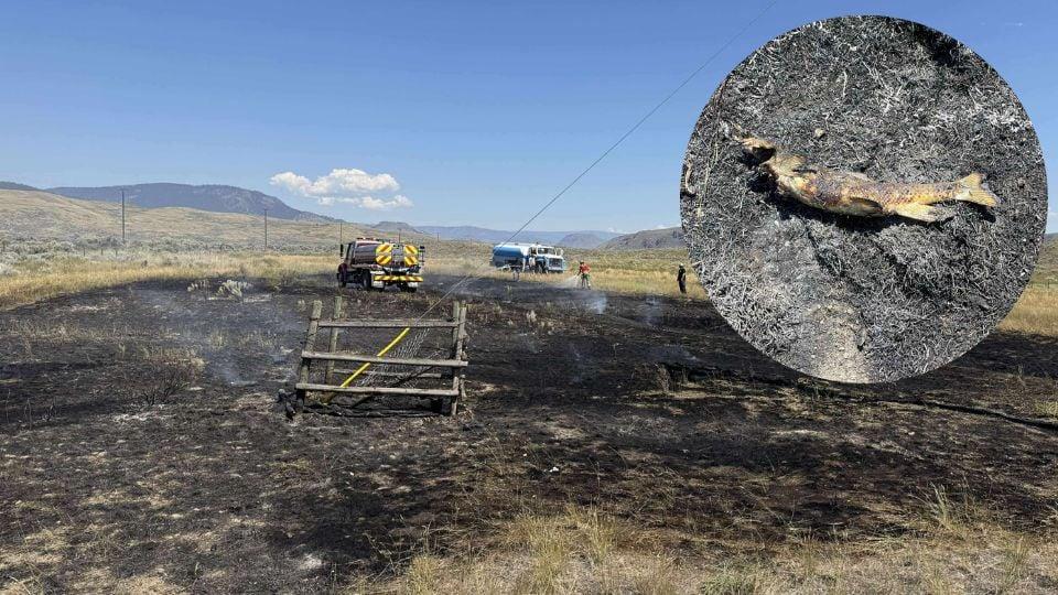 Ave rapaz desata incendio forestal al dejar caer pez del cielo