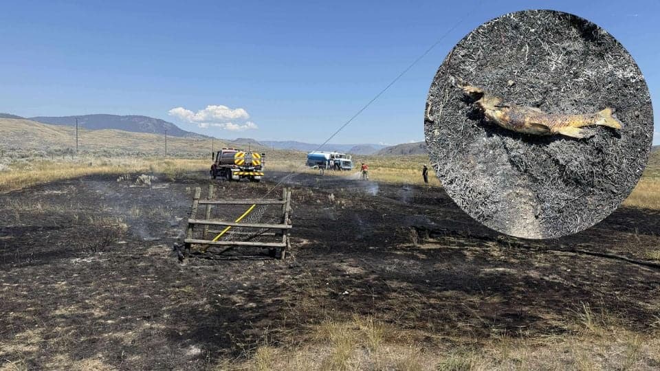 Ave rapaz desata incendio forestal al dejar caer pez del cielo