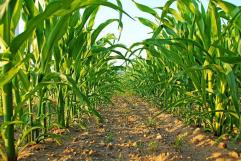 Chiapas: pérdidas en cultivos de maíz por falta de lluvias